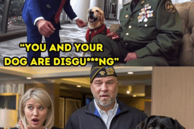 Shocking Incident: Hotel Staff Ridicules Veteran’s Service Dog, Immediately Regrets It