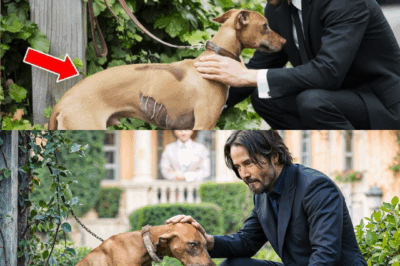 Shocking Discovery: Rich Neighbor Mistreats Dog, Doesn’t Know Keanu Reeves Lives Next Door
