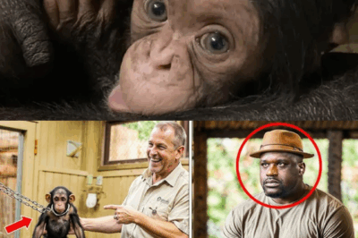 Zookeeper Abuses Baby Chimpanzee During Tour – Shaq O’Neal Witnesses