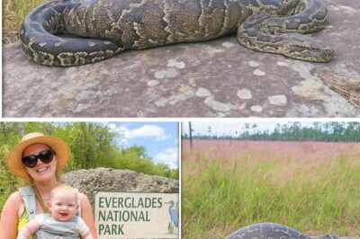 Single Mom Vanished in Everglades, 1 Year Later a Python Is Found With a Strange Bulge…