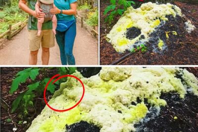 A Bizarre Fungus, a Buried Body, and the Chilling Unraveling of a 4-Year-Old Mystery