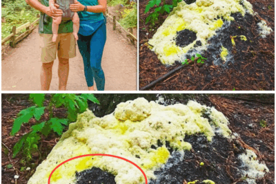 They Vanished in the Redwoods, and 4 Years Later Hikers Found a Strange Fungus Growing on a Tree (tt)