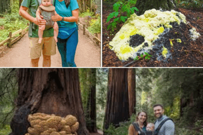 Bizarre Fungus Infestation Found in Redwoods Four Years After Couple’s Disappearance