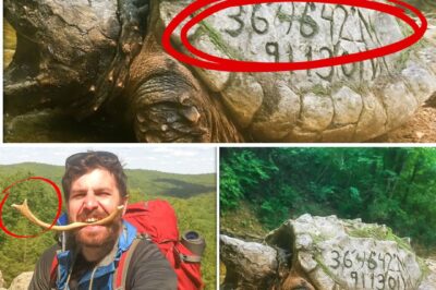 The Turtle Enigma: A Carved Message Reopens a Three-Year-Old Disappearance Mystery in the Ozarks