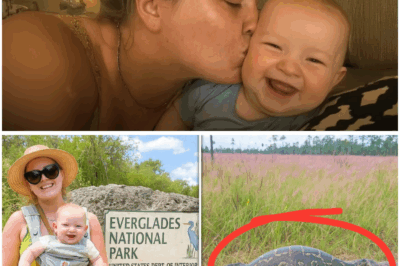 Single Mom Disappears in the Everglades—A Year Later, a Giant Python Is Found With a Disturbing Secret (tt)